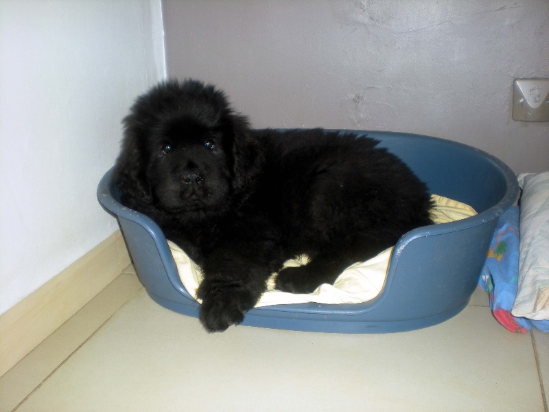 Publication : Des Semeurs De Rêves Auteur : Nadine Expert