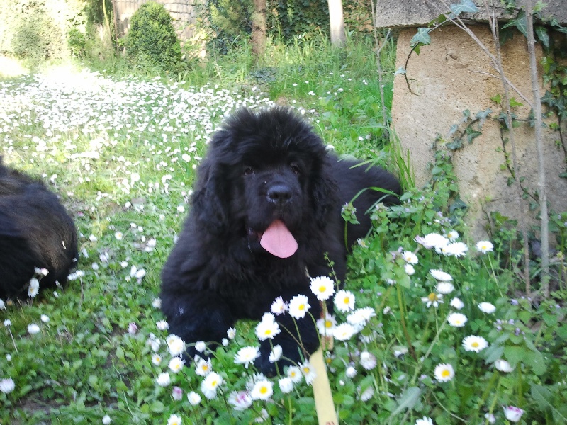 Publication : Des Semeurs De Rêves Auteur : Nadine Expert