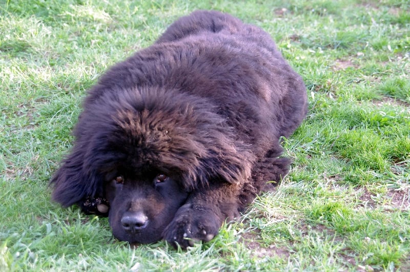 Publication : Des Semeurs De Rêves Auteur : Nadine Expert