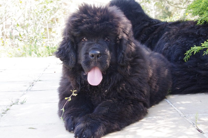 Publication : Des Semeurs De Rêves Auteur : Nadine Expert