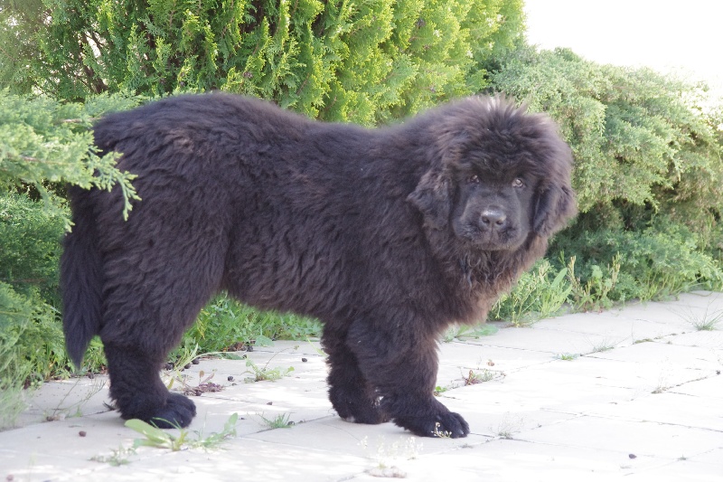 Publication : Des Semeurs De Rêves Auteur : Nadine Expert