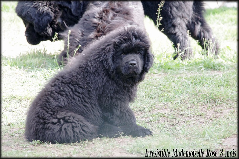 Publication : Des Semeurs De Rêves Auteur : Nadine Expert