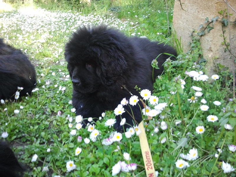 Publication : Des Semeurs De Rêves Auteur : Nadine Expert