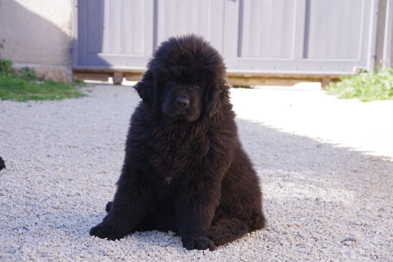 Publication : Des Semeurs De Rêves Auteur : Nadine Expert