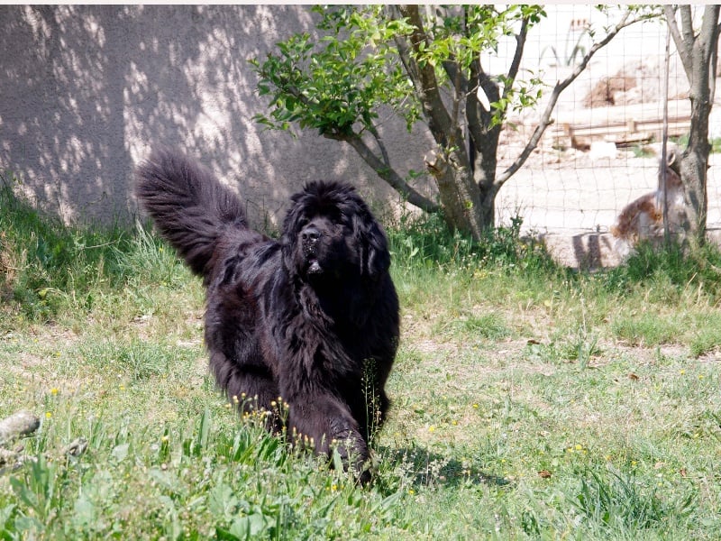 Publication : Des Semeurs De Rêves Auteur : Nadine Expert