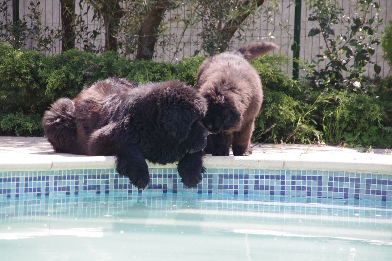 Publication : Des Semeurs De Rêves Auteur : Nadine Expert