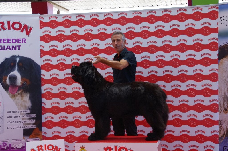 CH. Black Elk Eole - M BUENO