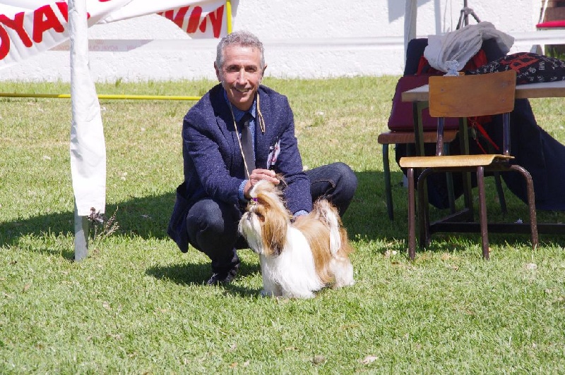 CH. Madonna from audreys paradis - 1 ERE EXC CLASSE OUVERTE CACM