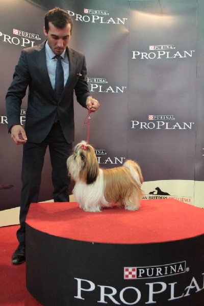 CH. Madonna from audreys paradis - 1er exc classe intermédiaire