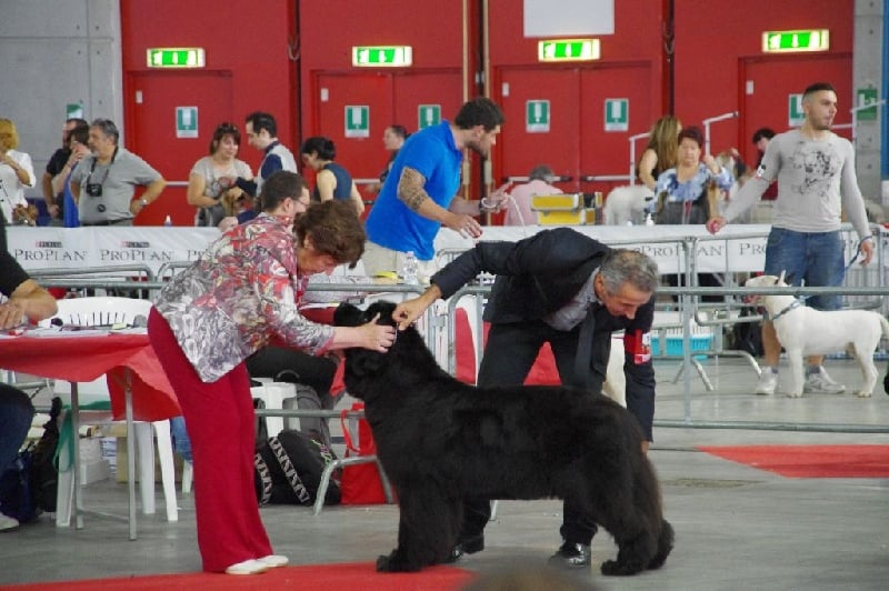 CH. Black Elk Eole - 1 ERE EXCELLENT CLASSE OUVERTE