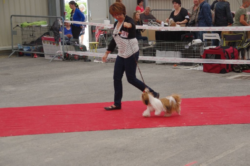 CH. Madonna from audreys paradis - 2 EME EXCELLENT CLASSE JEUNE