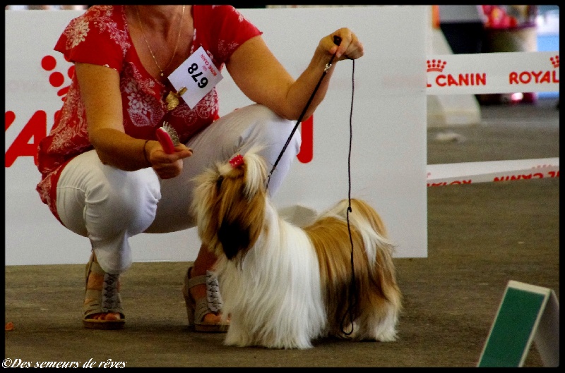 CH. Madonna from audreys paradis - 1 ER EXC CLASSE OUVERTE CACS MEILLEUR RACE SEXE OPPOSE