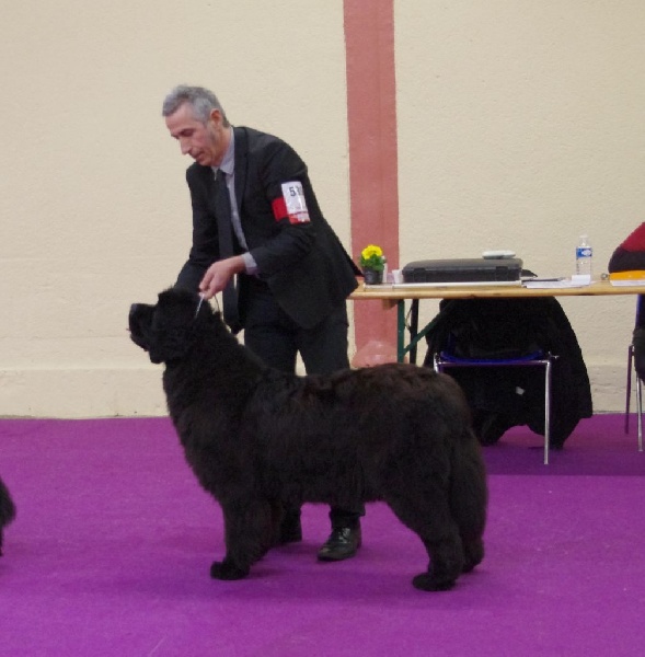 CH. Black Elk Eole - 2ème excellent RCACS