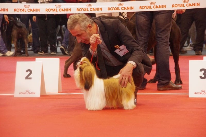 CH. Madonna from audreys paradis - 3 EME EXC CLASSE INTERMEDIAIRE