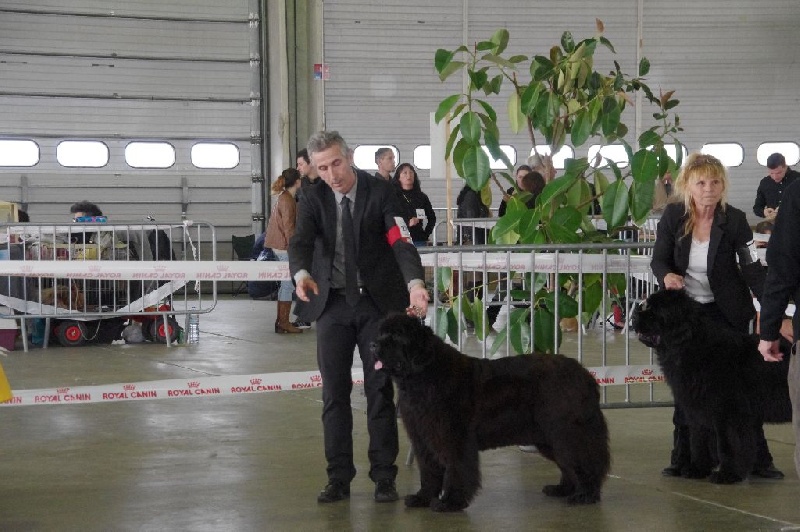 CH. Black Elk Eole - 3 EME CLASSE OUVERTE