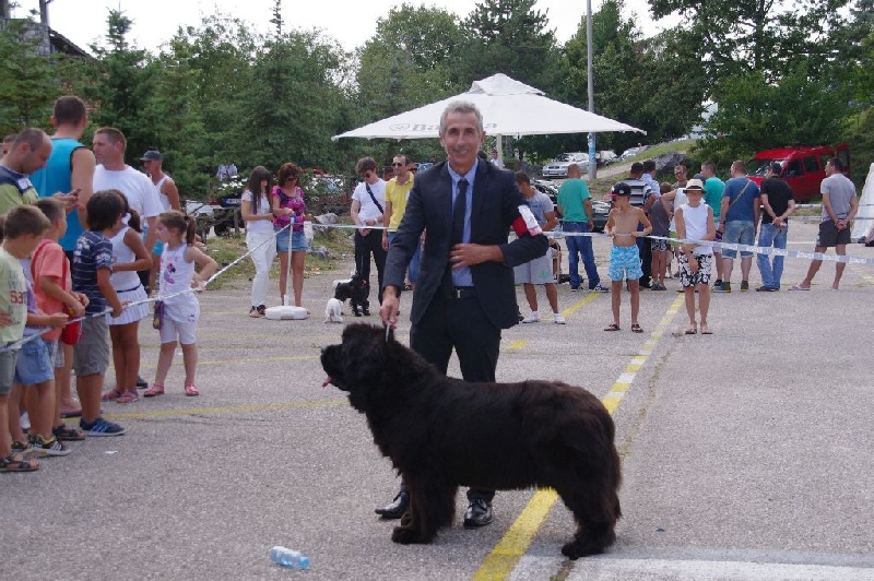 CH. Black Elk Eole - 1ère exc classe ouverte CAC CACIB