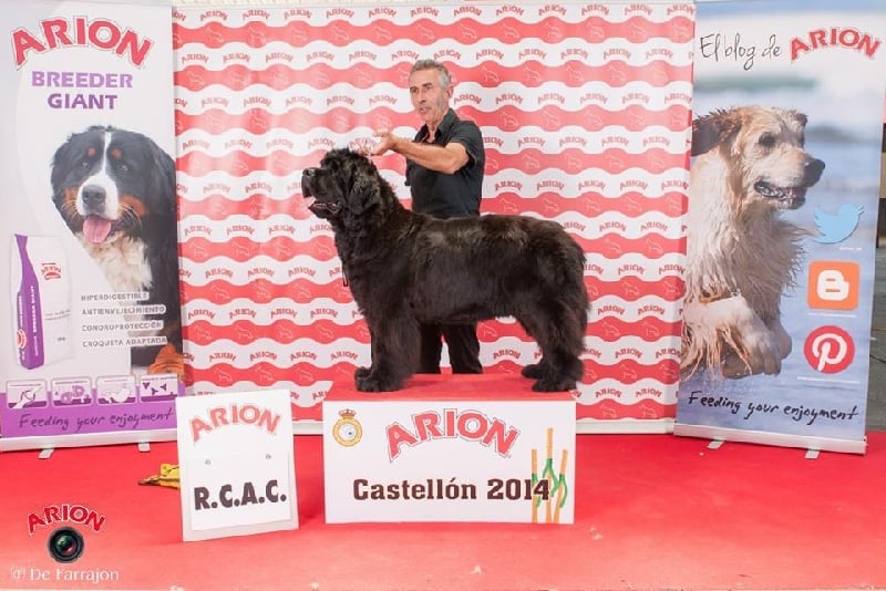 CH. Black Elk Eole - 1 ERE EXCELLENT CLASSE OUVERTE R CAC