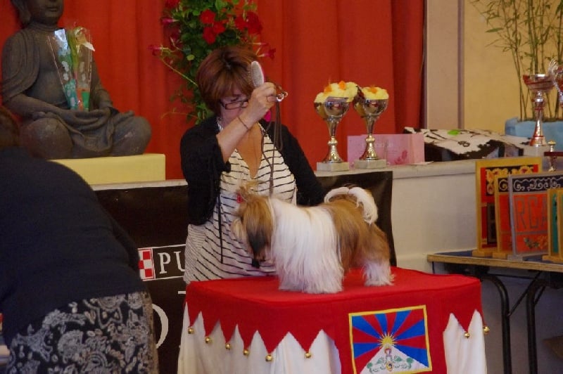 CH. Madonna from audreys paradis - 2 EME PROMETTEUR