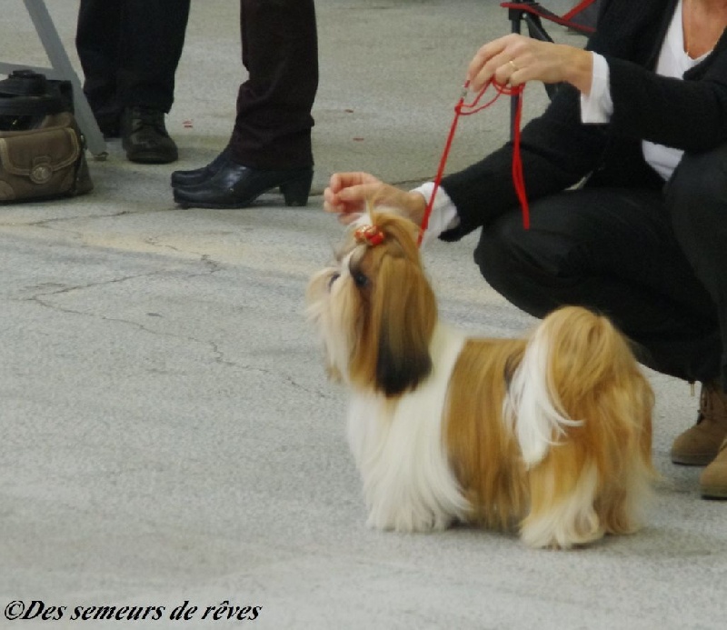CH. Madonna from audreys paradis - 2ème exc classe intermédiaire
