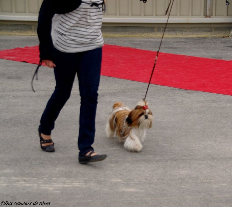 CH. Madonna from audreys paradis - 2 EME EXCELLENT CLASSE JEUNE