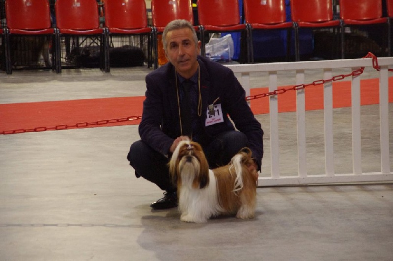 CH. Madonna from audreys paradis - 2 EME EXCELLENT CLASSE OUVERTE