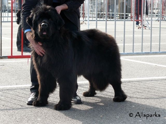 CH. Black Elk Eole - Excellent Classe intermediaire