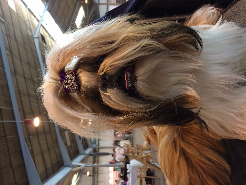 CH. Madonna from audreys paradis - 1 ERE EXC CLASSE CHAMPION R CACIB