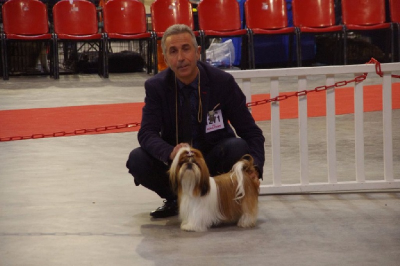 CH. Madonna from audreys paradis - 2 EME EXCELLENT CLASSE OUVERTE R CACS