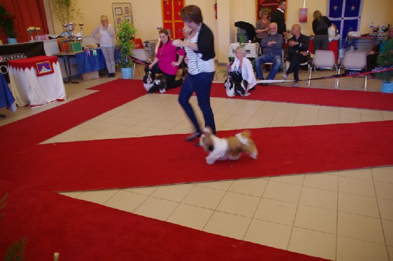 CH. Madonna from audreys paradis - 1 ER TB CLASSE JEUNE