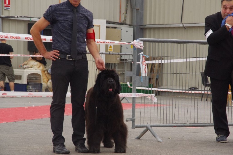 CH. Black Elk Eole - EXCELLENT NON CLASSEE