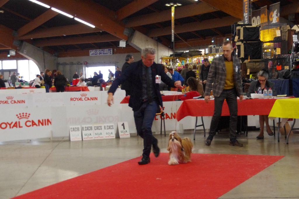 CH. Madonna from audreys paradis - 1 ERE EXC CLASSE CHAMPION