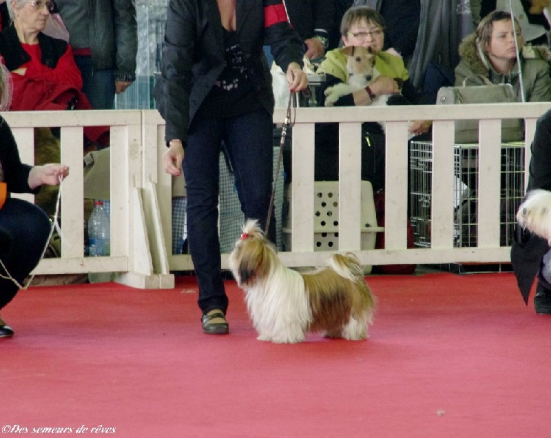 CH. Madonna from audreys paradis - 1ère Excellent Meilleur Jeune