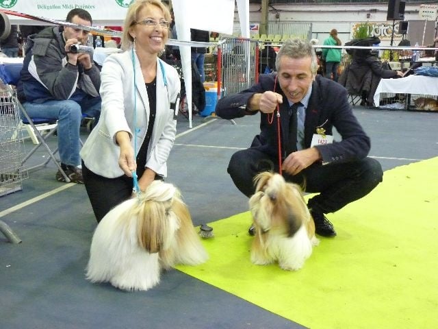 CH. Madonna from audreys paradis - 1 ER EXCELLENT CLASSE INTERMEDIAIRE