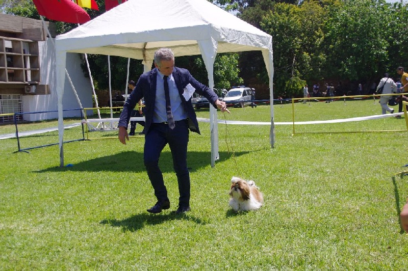 CH. Madonna from audreys paradis - 1 ERE EXC CLASSE OUVERTE CACIB