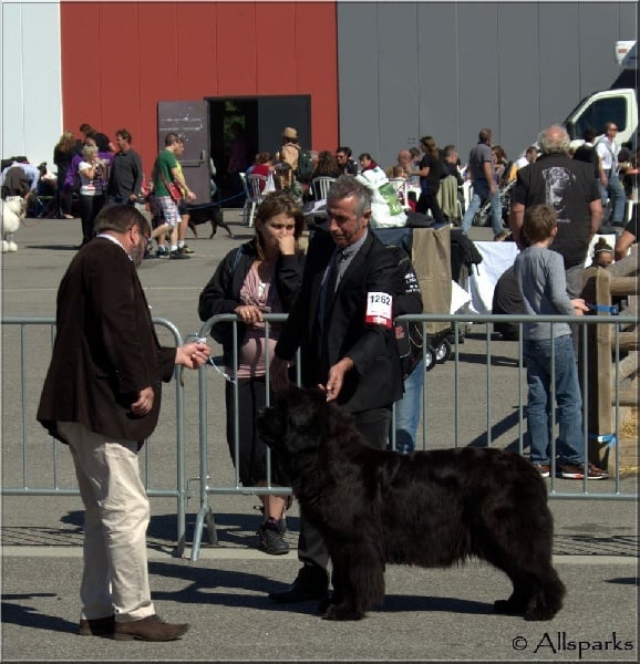 CH. Black Elk Eole - 1 ERE EXCELLENT CACS CACIB