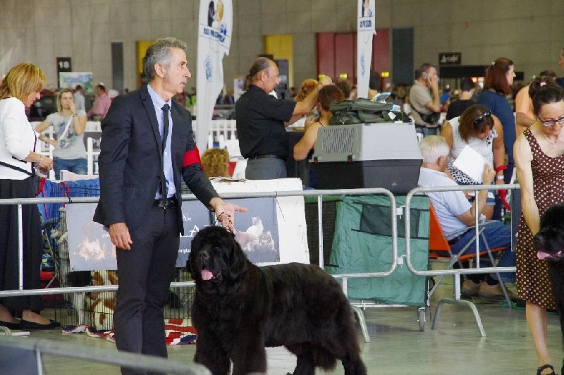 Irresistible mademoiselle rose Des Semeurs De Rêves - 1 ERE EXCELLENT CLASSE INTERMEDIAIRE R CACS