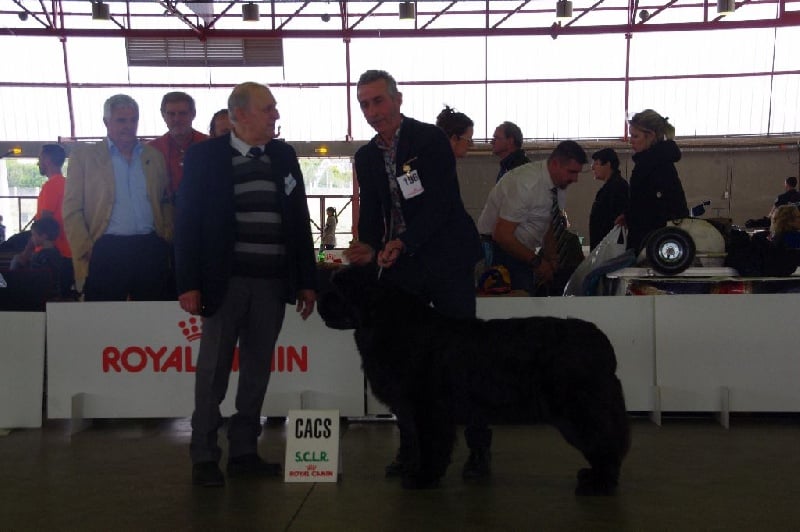 CH. Black Elk Eole - 3 EME EXCELLENT CLASSE OUVERTE