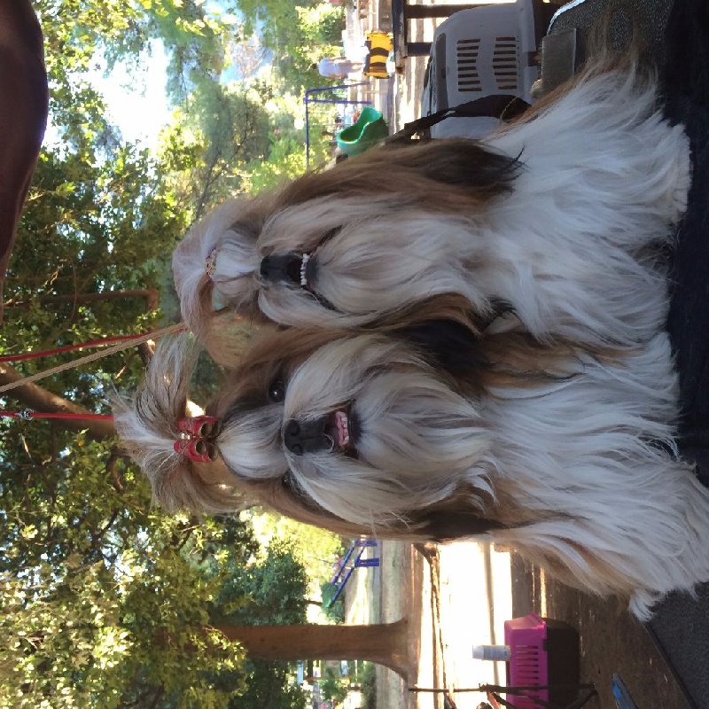 CH. Madonna from audreys paradis - 1 ERE EXC CLASSE CHAMPION CACIB