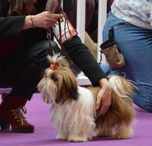 CH. Madonna from audreys paradis - Très prometteur Meilleur Puppy