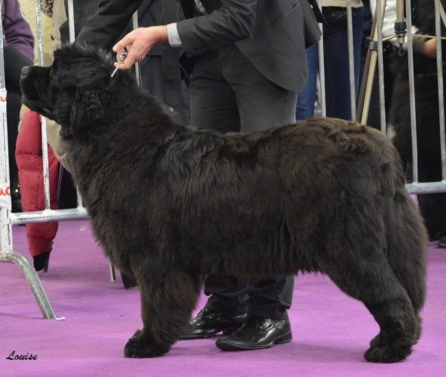 Irresistible mademoiselle rose Des Semeurs De Rêves - 2ème Excellent jeune femelle