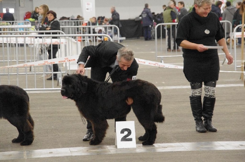 Irresistible mademoiselle rose Des Semeurs De Rêves - 3ème excellent en jeune femelle
