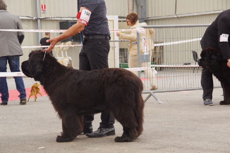 CH. Black Elk Eole - 2 EME EXCELLENT