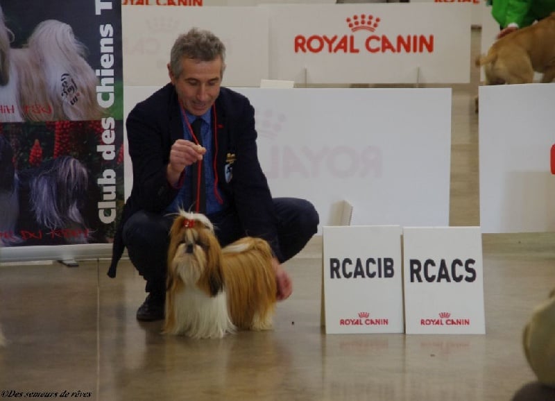 CH. Madonna from audreys paradis - 1 ERE EXC CLASSE INTERMEDIAIRE RCACS RCACIB