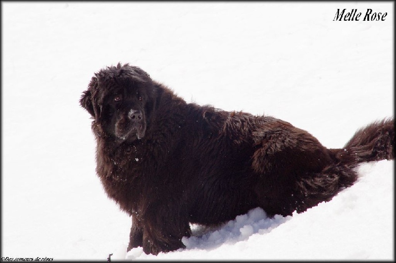 Irresistible mademoiselle rose Des Semeurs De Rêves - 4 ème excellent classe jeune