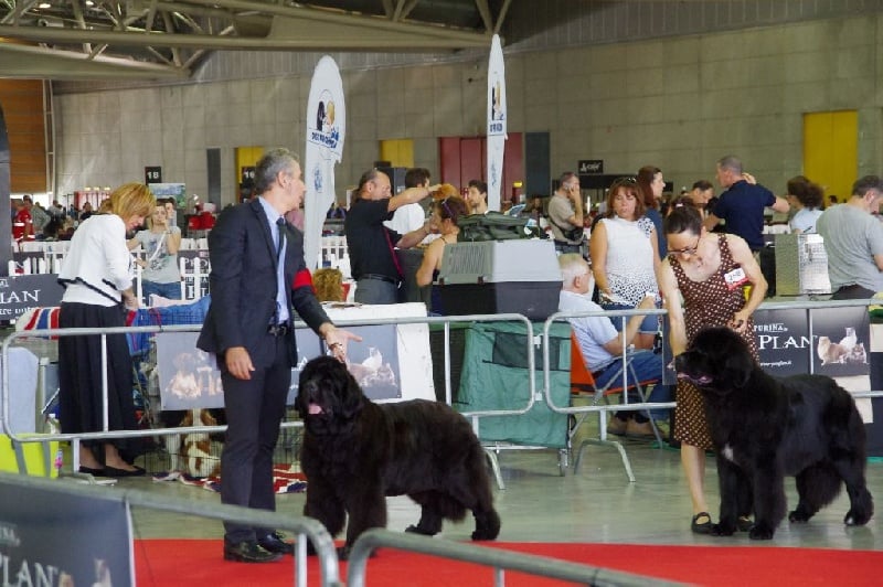 CH. Black Elk Eole - 1 ERE EXCELLENT CAC CACIB