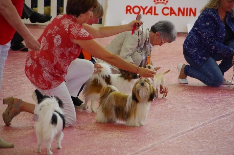 CH. Madonna from audreys paradis - 1 ER EXCELLENT CLASSE JEUNE MEILLEUR JEUNE