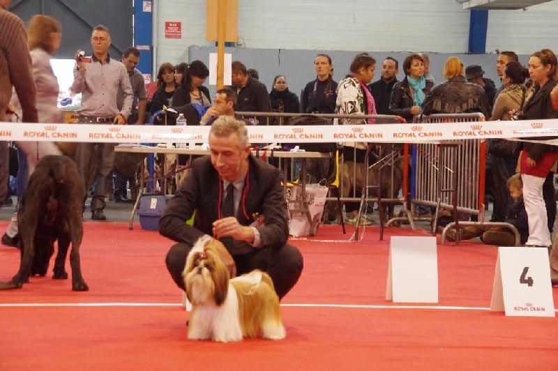 CH. Madonna from audreys paradis - 4 EME EXC CLASSE INTERMEDIAIRE