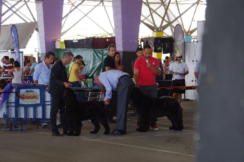 Irresistible mademoiselle rose Des Semeurs De Rêves - M BUENO