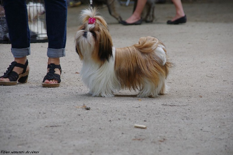 CH. Madonna from audreys paradis - 1 ERE EXCELLENT MEILLEURE JEUNE FEMELLE