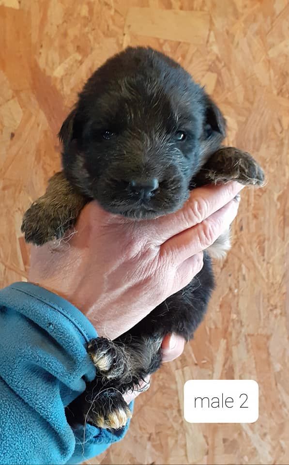 Chiot Berger allemand, S..., mâle disponible en Bretagne